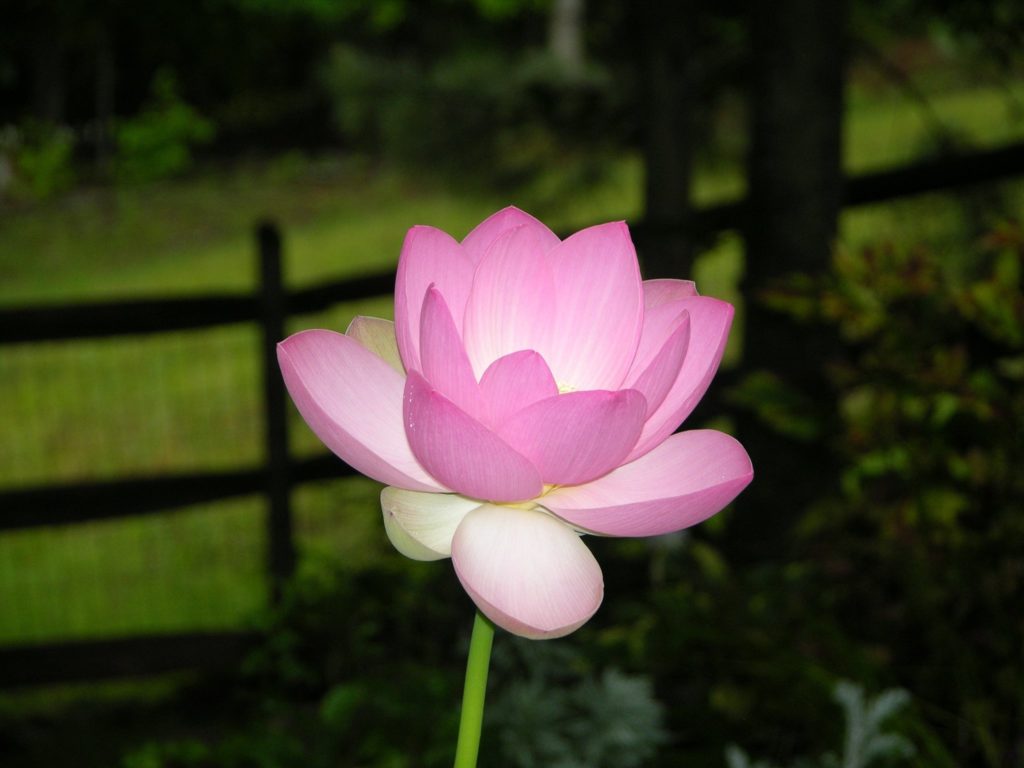 Aquatic Plants